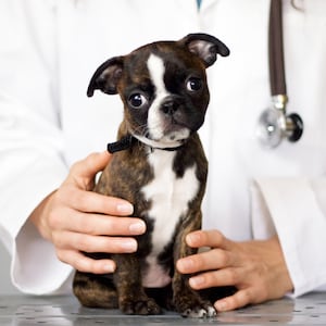 image of dog on table with veterinarian hold it anti vaccine antivax anti vaxxer rabies vet john robb richard ford titer