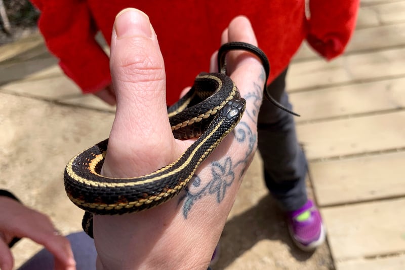 190621-bain-snake-on-tattoo-hand-embed_fvulvk