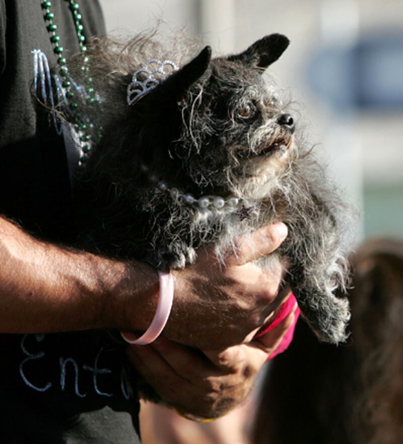 galleries/2009/06/28/worst-in-show-the-best-of-the-world-s-ugliest-dog-contest/ugly-dogs-02_cw7tlm