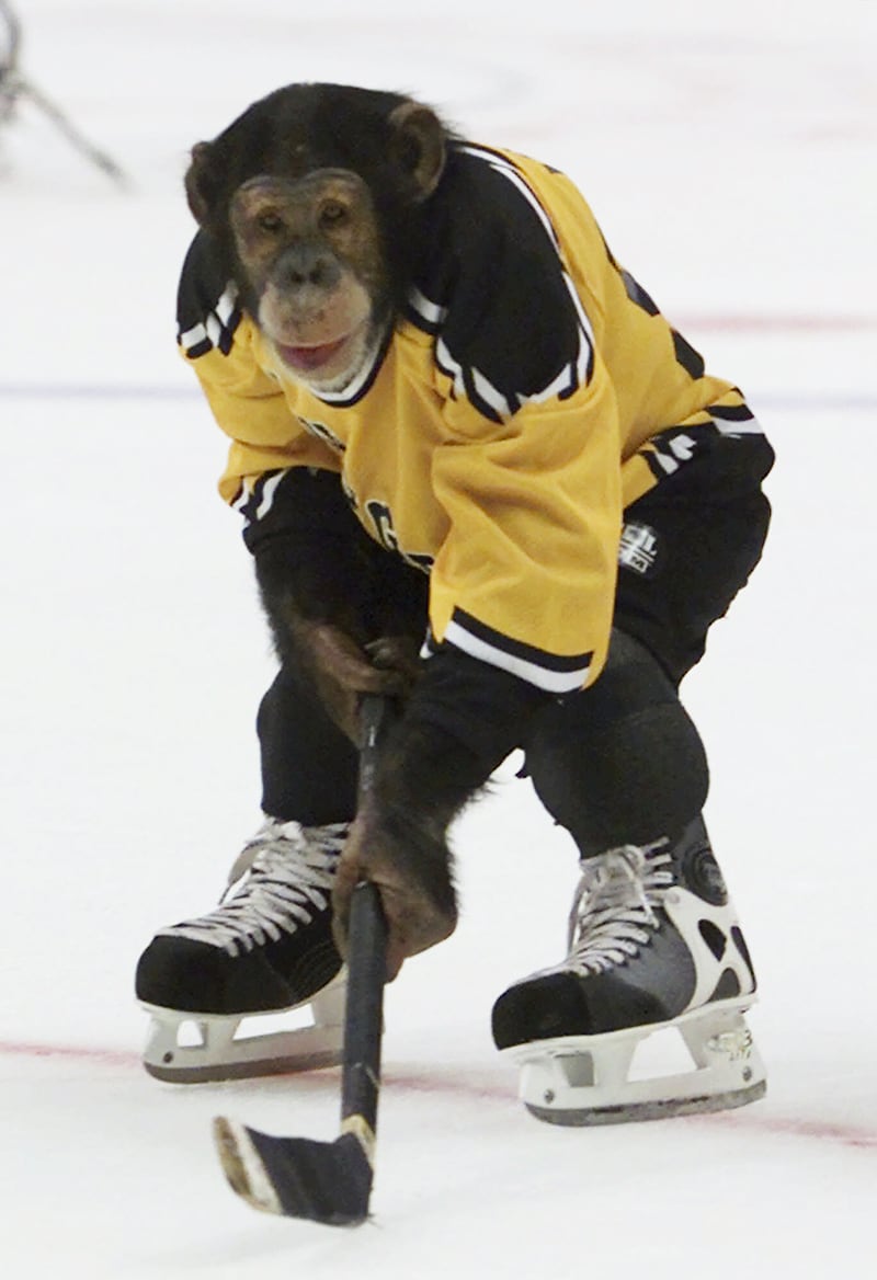 galleries/2012/12/11/best-and-worst-dressed-monkeys-ikea-monkey-bubbles-more-photos/monkey-fashion-hockey_tflkq8