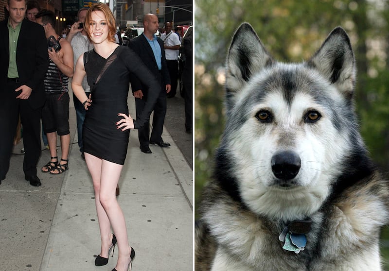 galleries/2011/06/16/weirdest-celebrity-pets/kristen-stewart-wolf-dog_d3t0xq