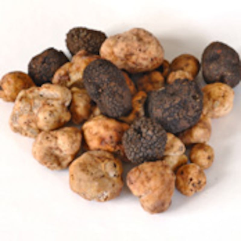 articles/2010/05/18/five-things-you-didnt-know-about-truffles/safina-truffles_101488_wn2zrv