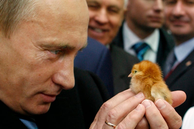 galleries/2013/09/05/17-photos-of-putin-schmoozing-with-animals-photos/130904-putin-chick_agza8z