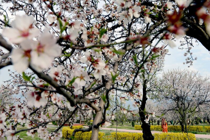 galleries/2013/04/11/spring-in-bloom-around-the-world/130410-spring-kashmir-01_cjtomf