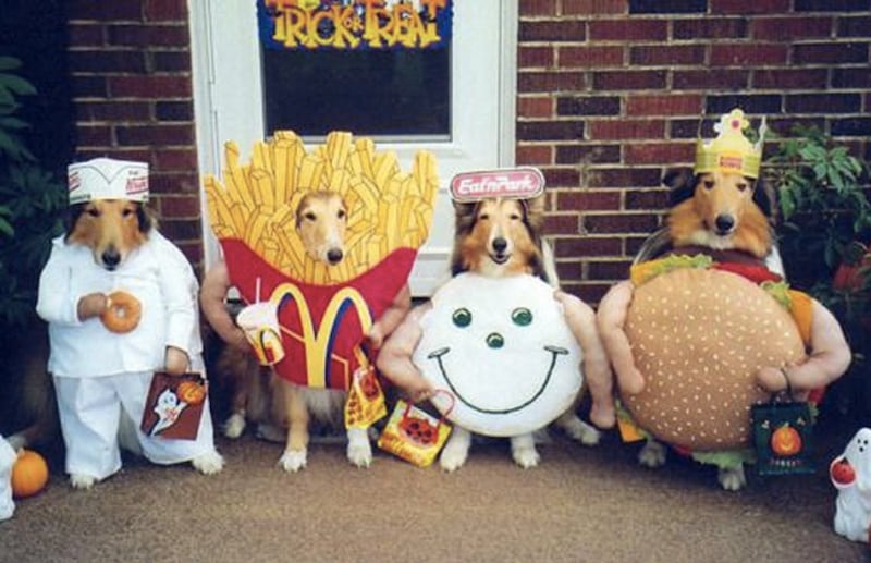 galleries/2011/10/29/the-week-s-best-internet-memes-good-guy-lucifer-halloween-or-williamsburg/pet-costumes-meme_igygpc