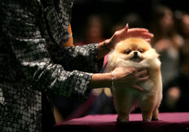 galleries/2011/02/14/2011-westminster-dog-show/westminster-dogs---pomeranian_eqkuau