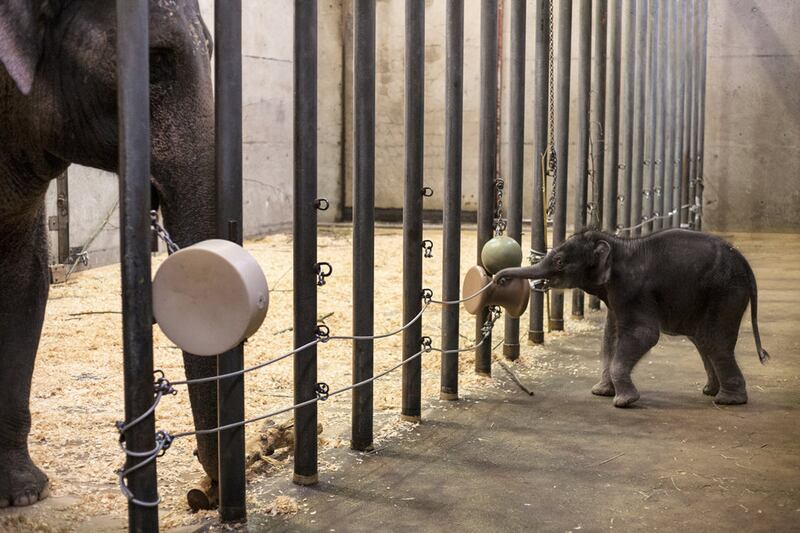 articles/2013/02/12/elephant-calf-lily-rescued-by-oregon-zoo/130211-Winston-Baby-Elephant-Lily-embed1_ja2r6t