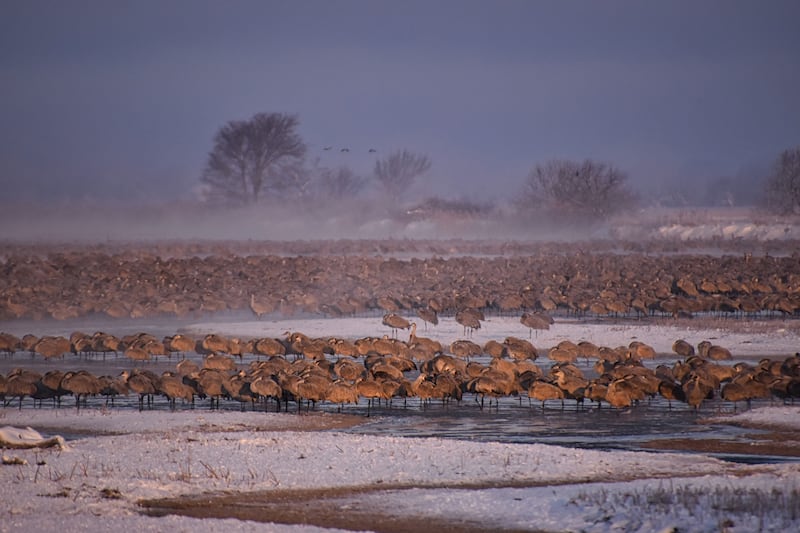 230515-nebraska-embed-sandhill-crane-roosting_reqcjf