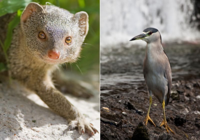 galleries/2010/04/22/animal-face-offs/animal-face-off---mongoose-rat_uhngkd