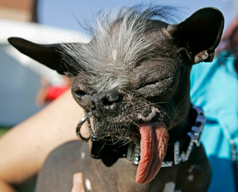 galleries/2009/06/28/worst-in-show-the-best-of-the-world-s-ugliest-dog-contest/ugly-dogs-06_tnx60l