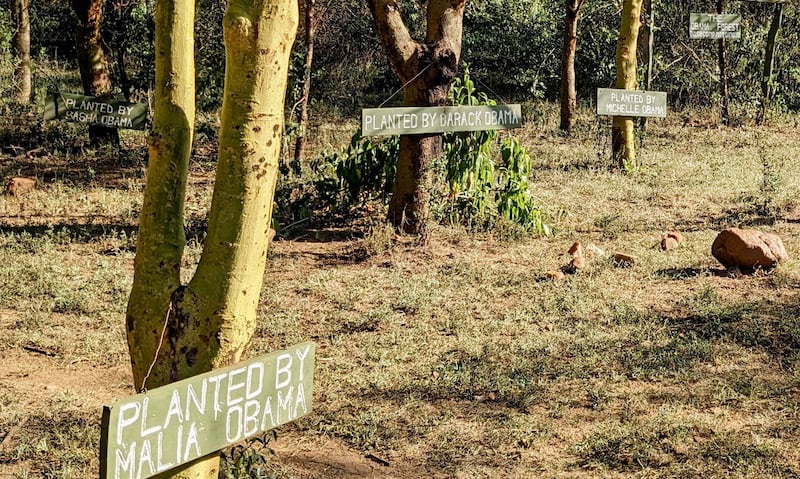 A photograph of the Obama Forest with signs in front of the trees planted by the Obamas at Basecamp Masai Mara.