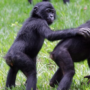 articles/2013/04/05/what-can-animals-teach-us-about-our-morality/130403-bonobo-and-atheist-herrit-tease_x8n65i