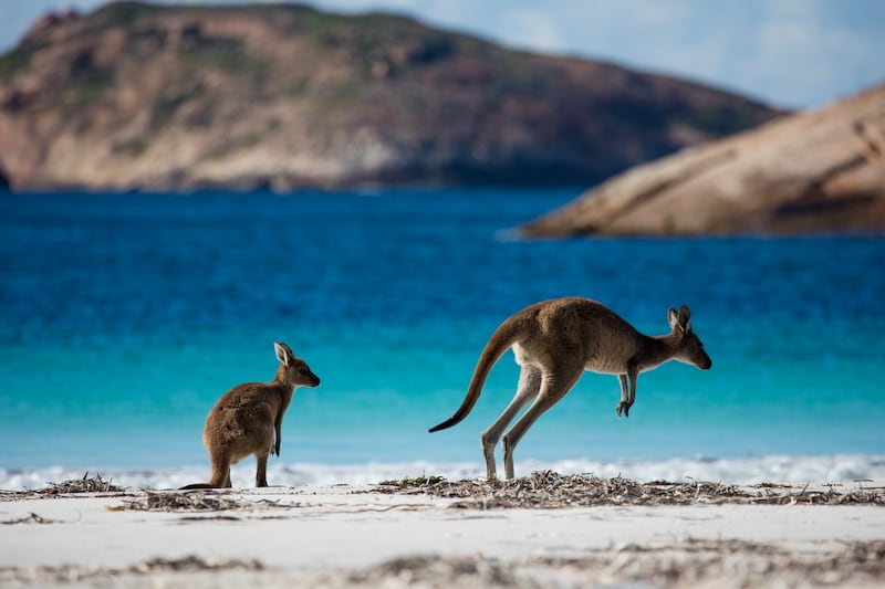 Kangaroos_at_Lucky_Bay_-_Cape_La_Grand_National_Park_Credit_-_Tourism_Western_Australia_rcuvif