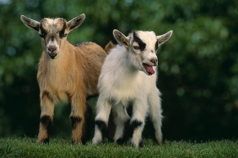 galleries/2012/02/16/goats-have-accents-and-other-strange-goat-facts-photos/goat-facts-bark-like-dog_yrtk1k