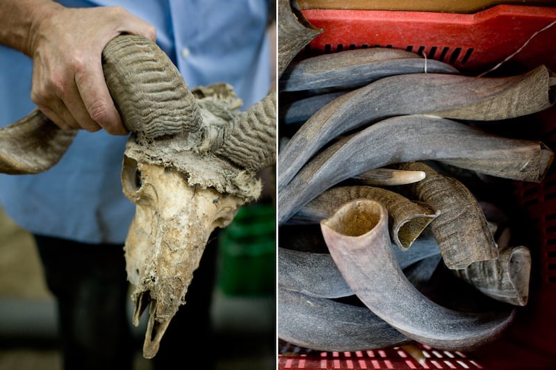 galleries/2012/09/17/it-s-shofar-season-jews-with-horns-photos/shofar-2012-02_moqbfj