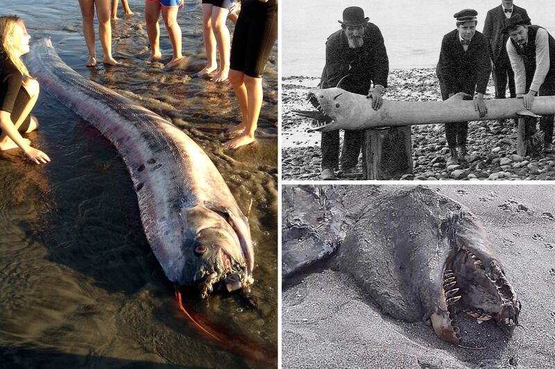 articles/2013/10/23/fishy-mystery-are-beached-oarfish-trying-to-tell-us-something/130822-mysterious-sea-creature-tease_vt0o7h