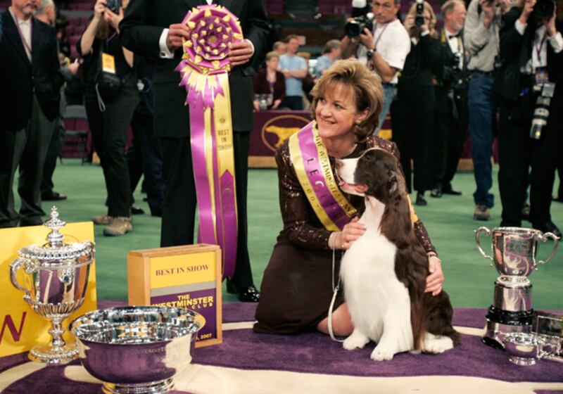 galleries/2011/02/14/2011-westminster-dog-show/westminster-dogs---english-springer-spaniel_wgqqeh