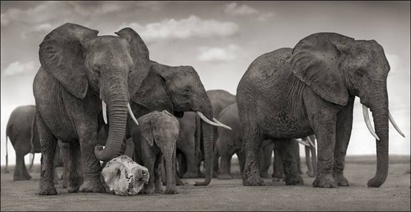 galleries/2013/10/05/nick-brandt-s-across-the-ravaged-land-photos/attachment-6_ljrr6z