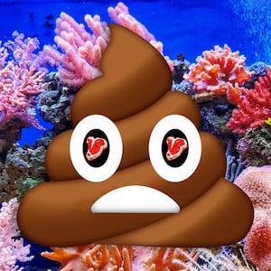 211110-Tayag-Poop-Meat-Eaters-Coral-Reefs-tease_y3x49o