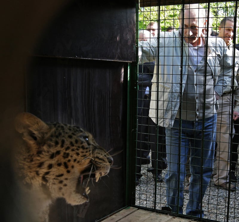 galleries/2013/09/05/17-photos-of-putin-schmoozing-with-animals-photos/130904-putin-leopard_gchwfo