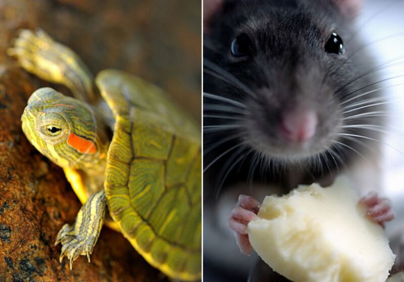 galleries/2010/11/28/animal-iqs/animal-iqs---turtles-rats_kyhthz